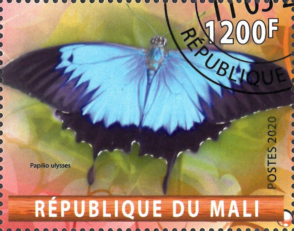 Papilio ulisses