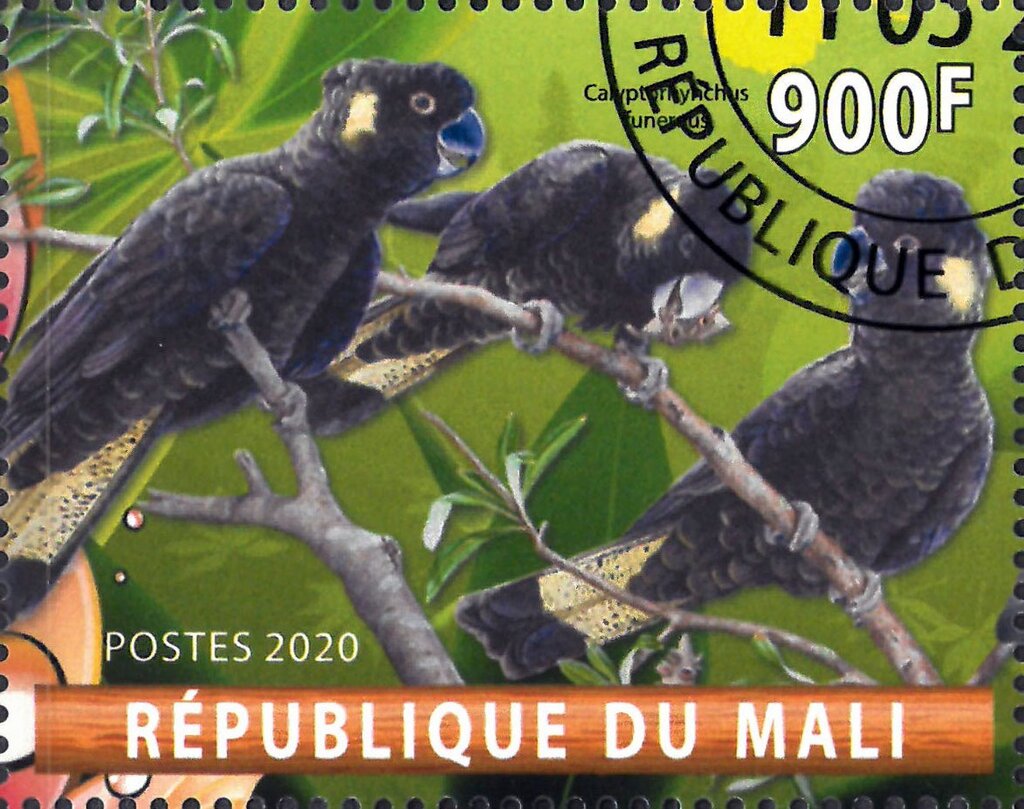 Parrots