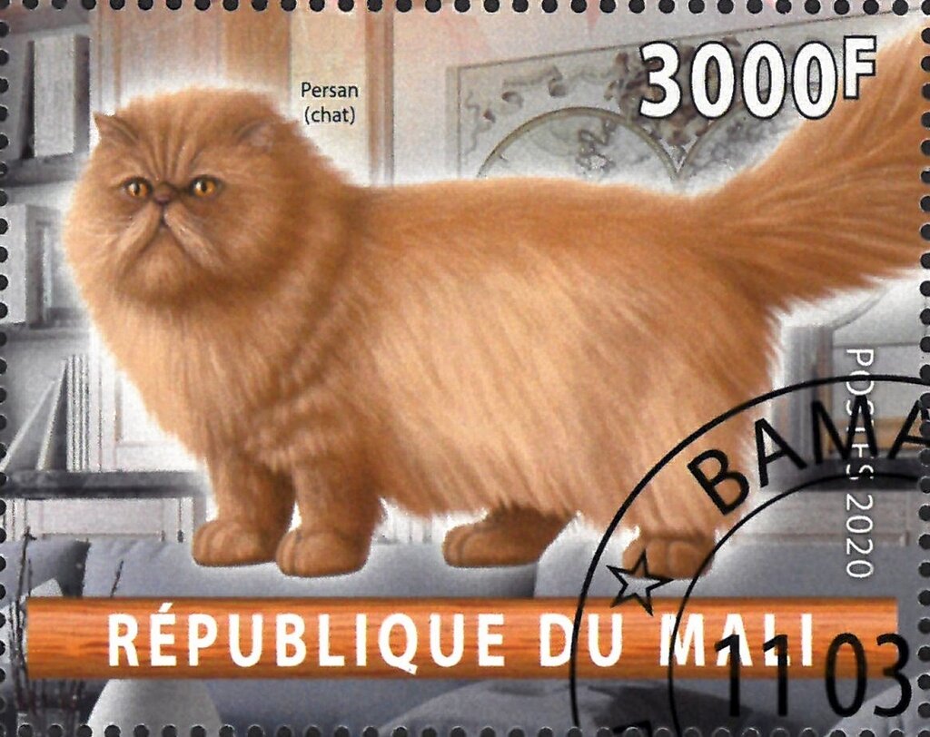 Persan (chat)