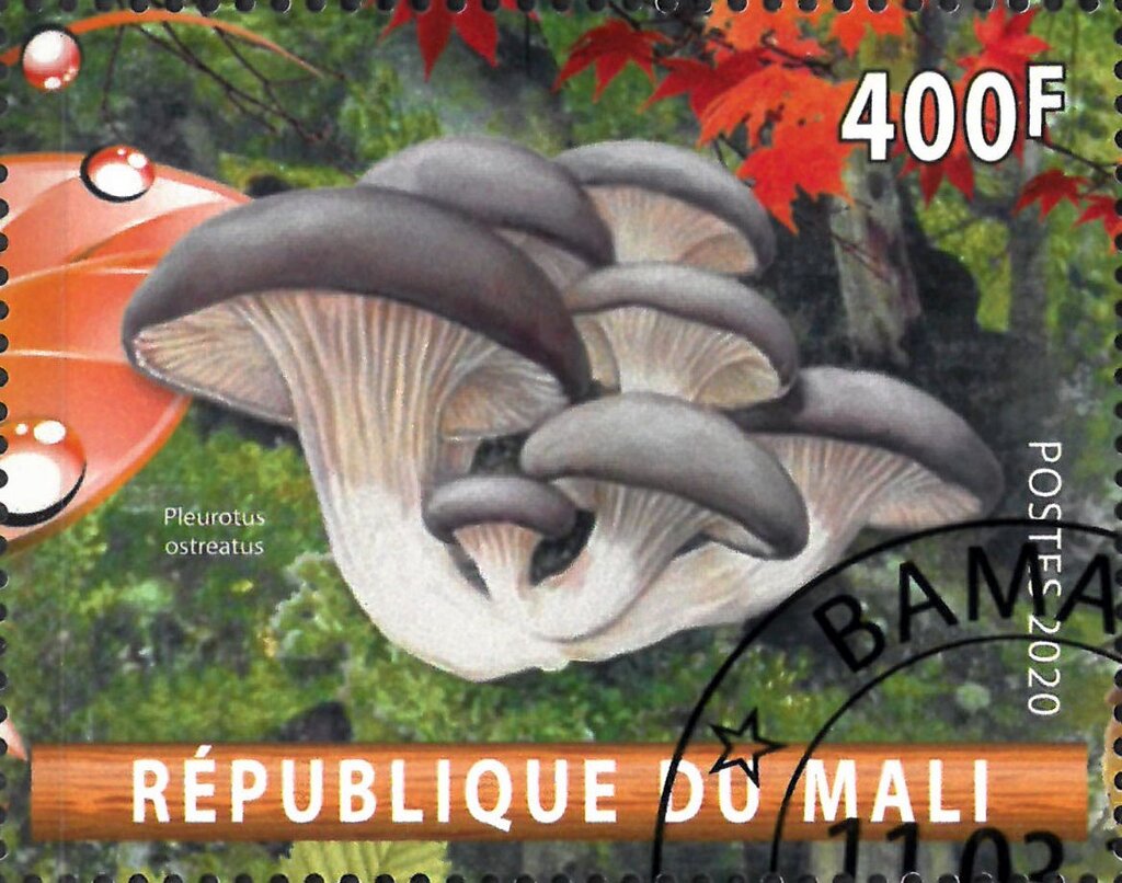 Pleurotus ostreatus
