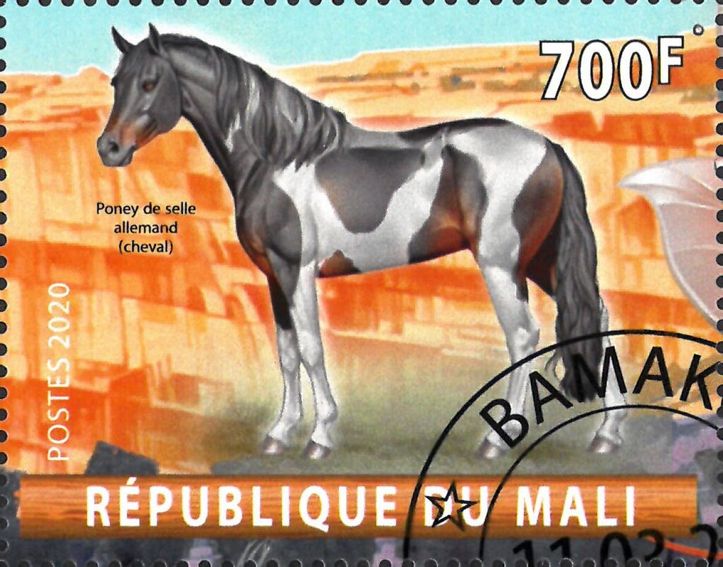 Poney de selle allemand