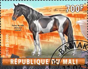 Stamp, Poney de selle allemand, Cinderellas,  , Animals (Fauna), Horses, Mammals