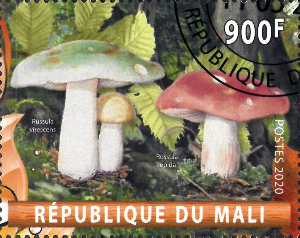 Russula virescens and lepida