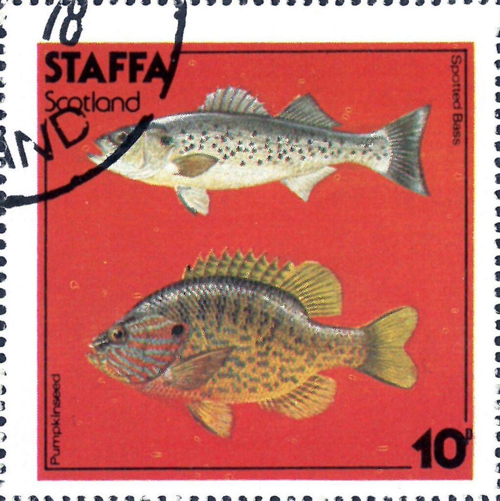 Spotted Bass / Pumpkinseed