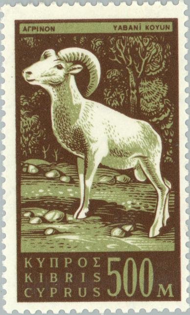 Cyprus Mouflon (Ovis musimon orientalis) 