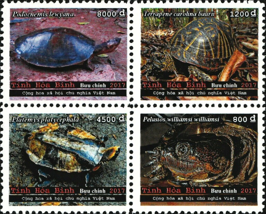 Turtles