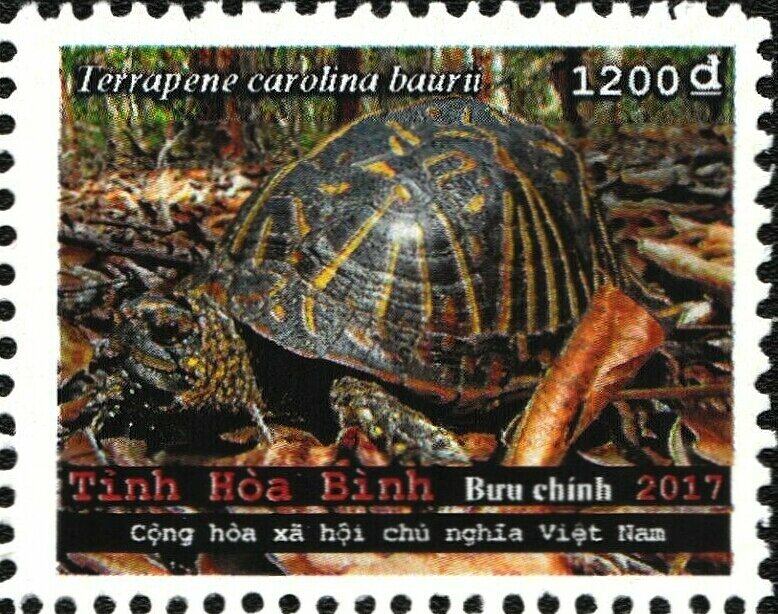 Turtles