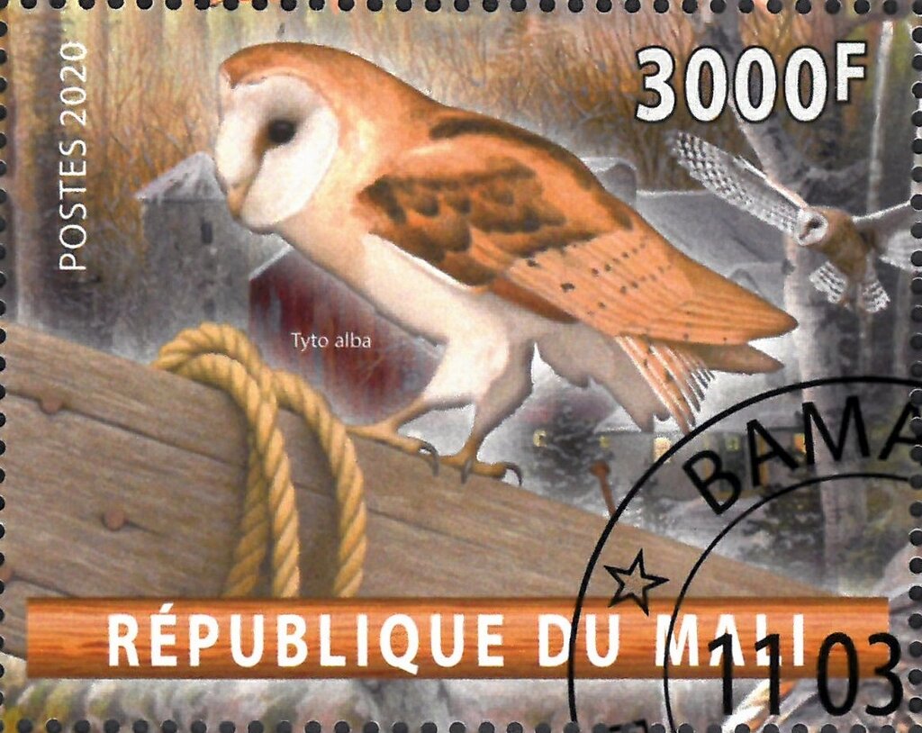 Tyco alba