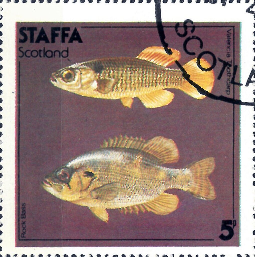 Valencia Trothcarp / Rock Bass