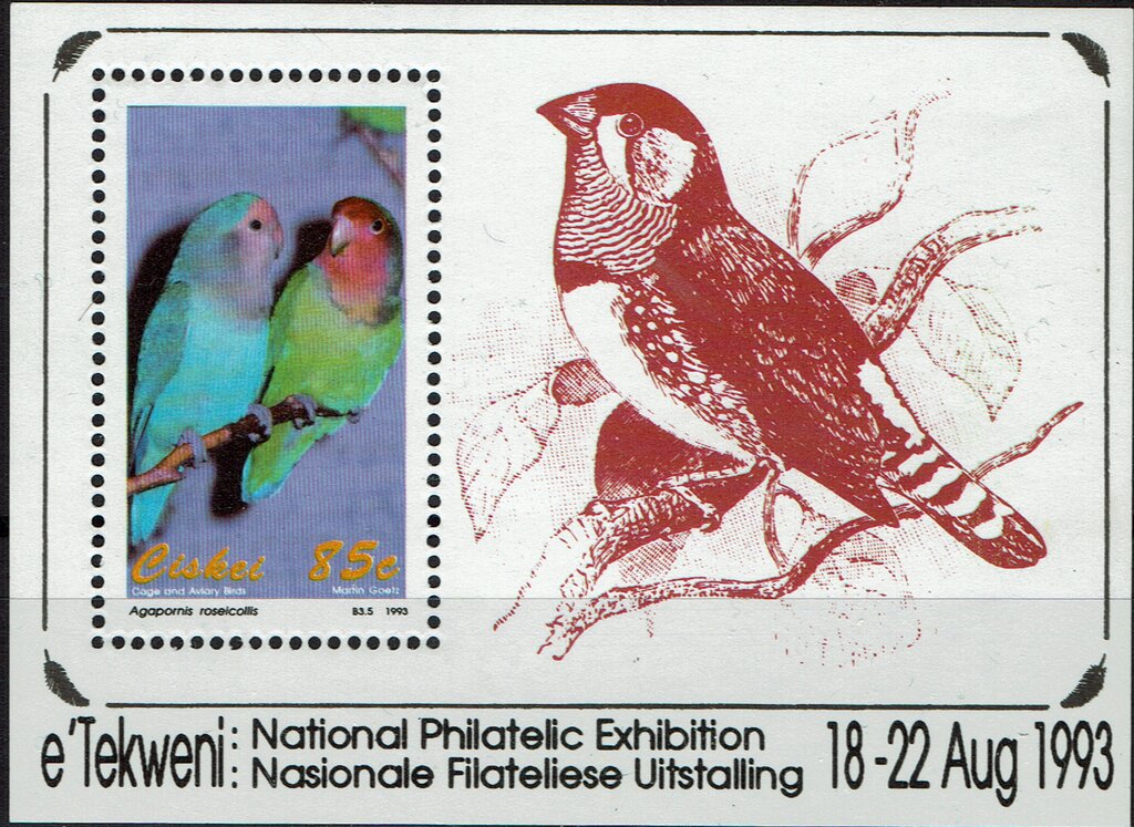 Rosy-Faced Lovebird (Agapornis roseicollis)