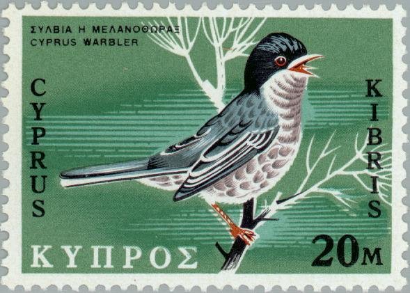 Cyprus Warbler (Sylvia melanothorax)