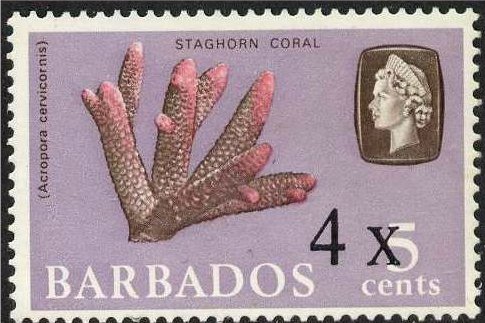 Staghorn Coral (Acropora cervicornis, overprinted