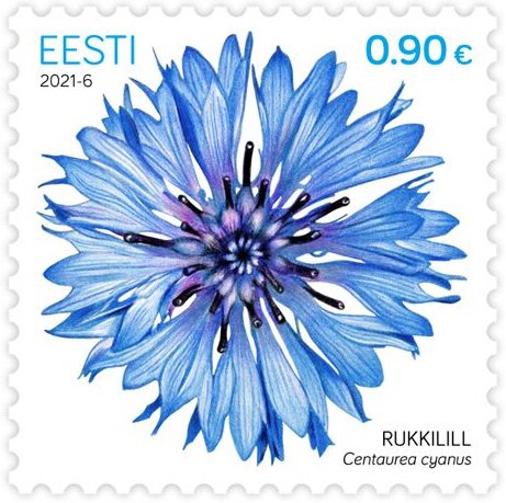 Cornflower (Centaurea cyanus)