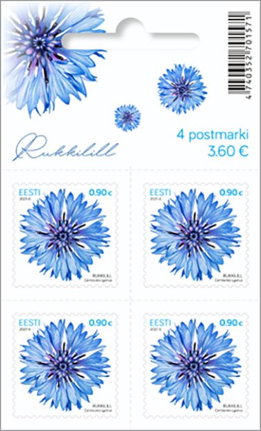 Cornflower (Centaurea cyanus)