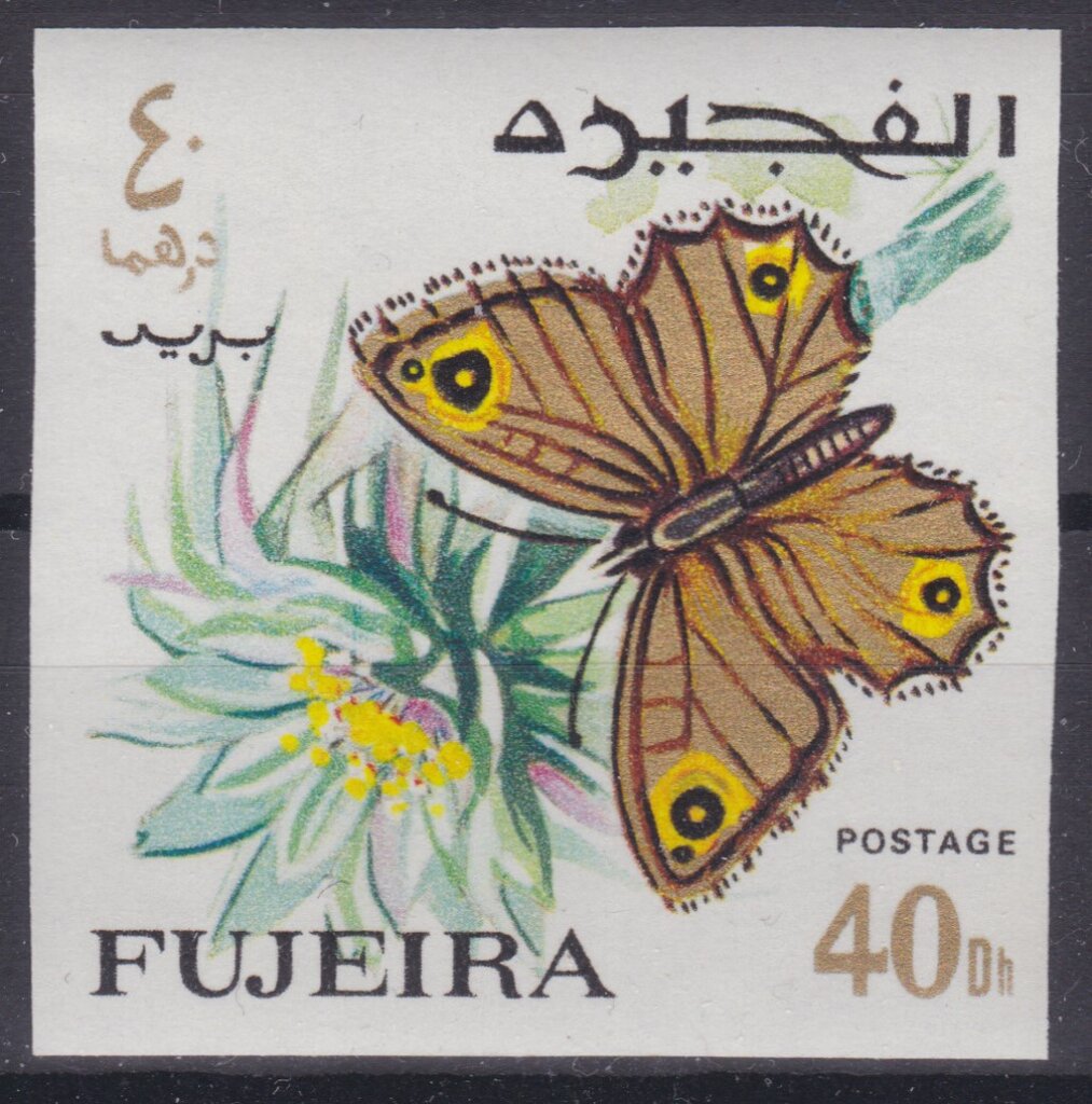 Arabian Wall Brown (Pararge felix)
