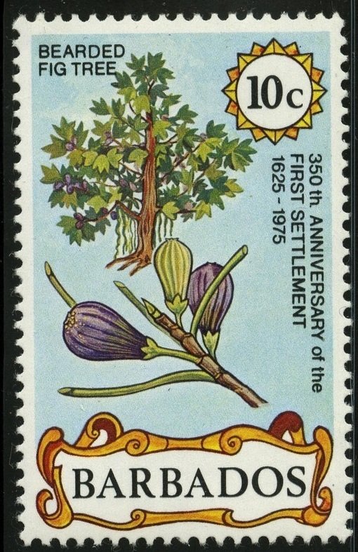 Fig Tree and Fruit