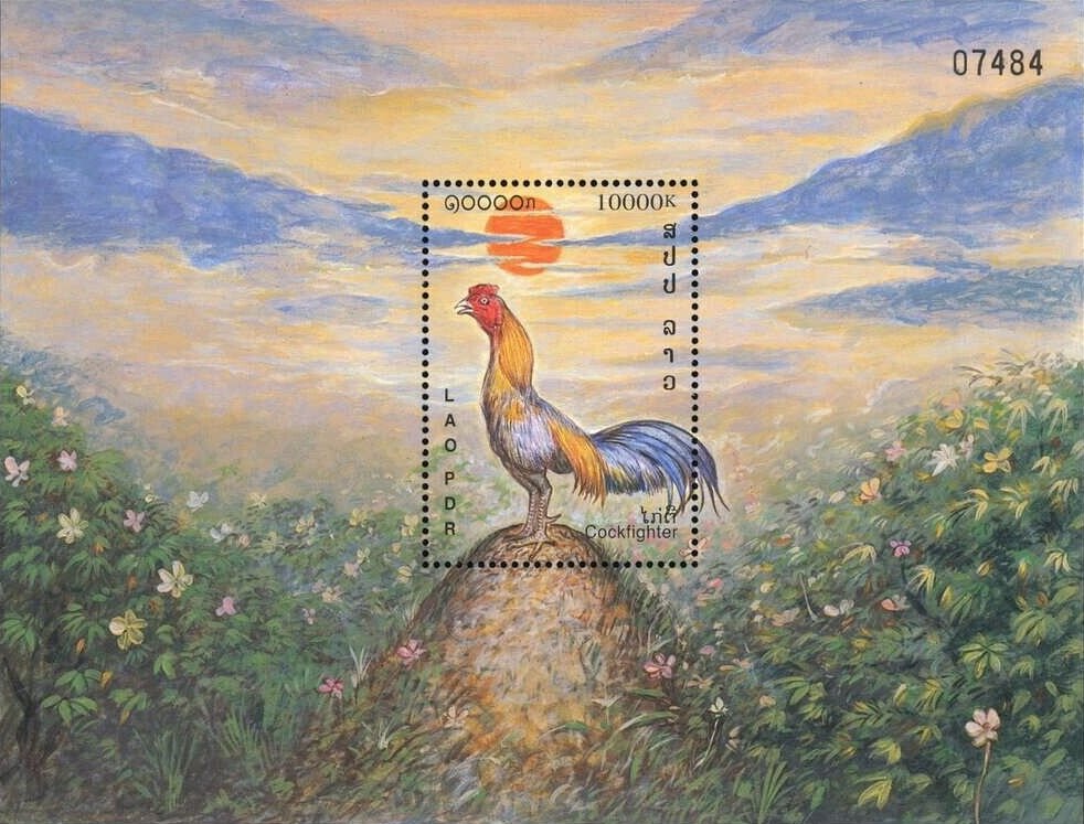 Cock (Gallus gallus domesticus)