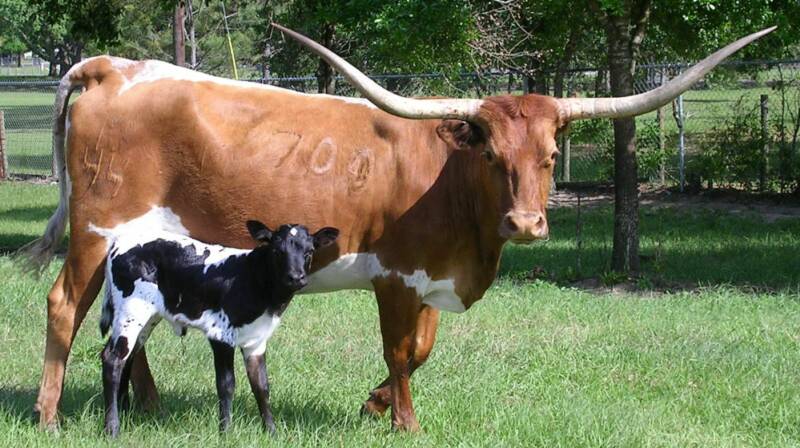 Bulls and Cows