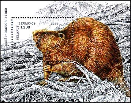 Souvenir sheet European beaver