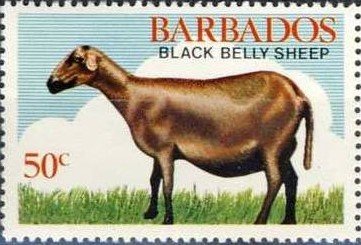 Black Belly Sheep, Ewe
