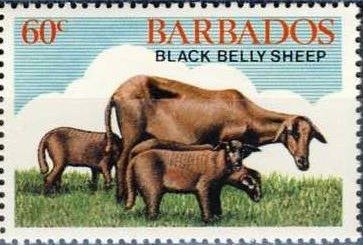 Black Belly Sheep, Ewe and Lambs