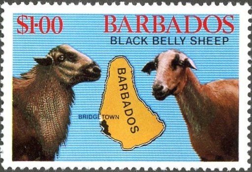 Black Belly Sheeps, Map