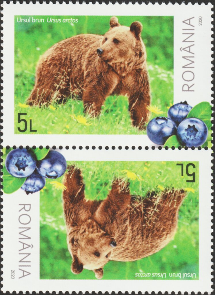 Brown Bear (Ursus arctos) and Blueberries