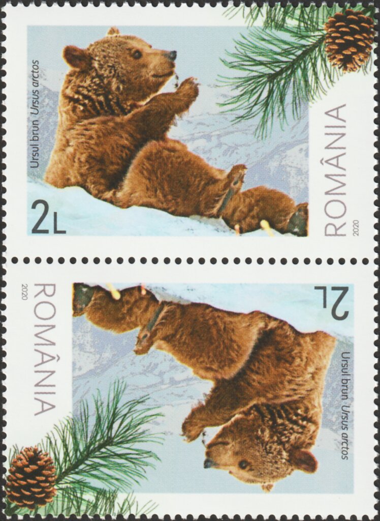 Brown Bear (Ursus arctos) and Pinecone