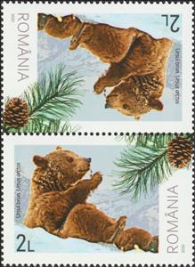 Tete-Beche, Brown Bear (Ursus arctos) and Pinecone, Romania,  , Animals (Fauna), Bears, Mammals, Plants (Flora)