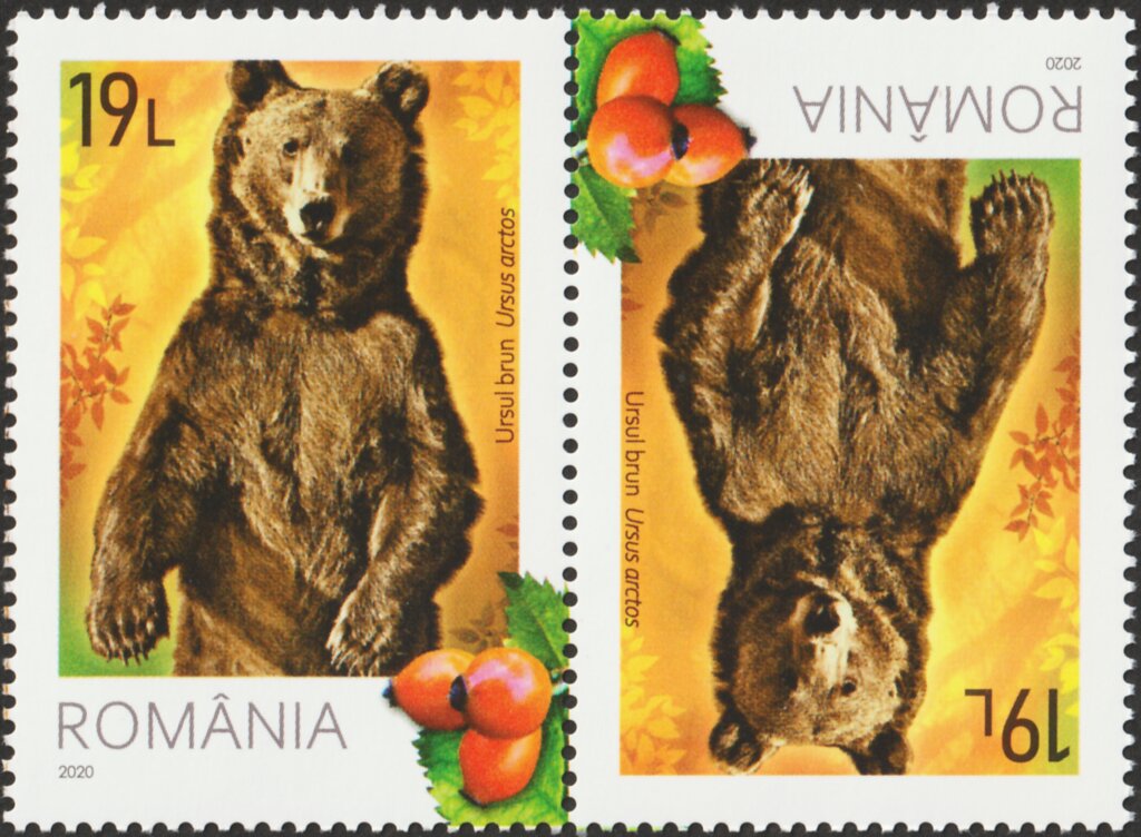 Brown Bear (Ursus arctos) and Rosehips