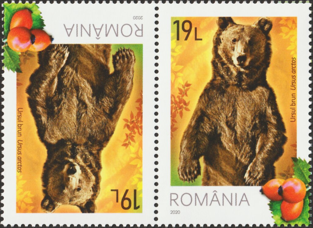 Brown Bear (Ursus arctos) and Rosehips