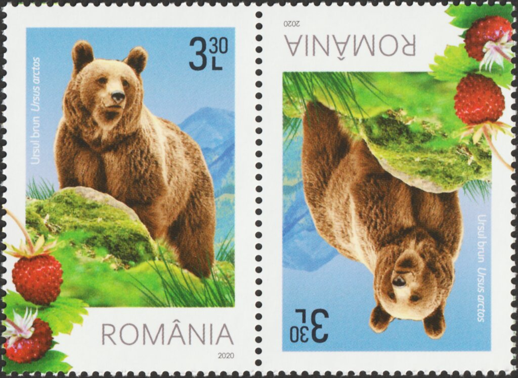 Brown Bear (Ursus arctos) and Strawberries