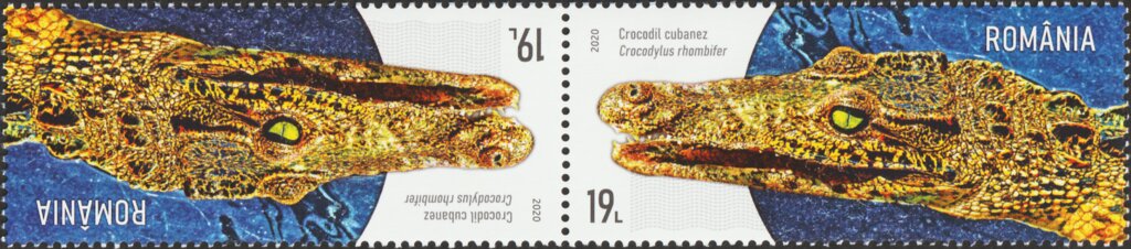 Cuban Crocodile (Crocodylus rhombifer)