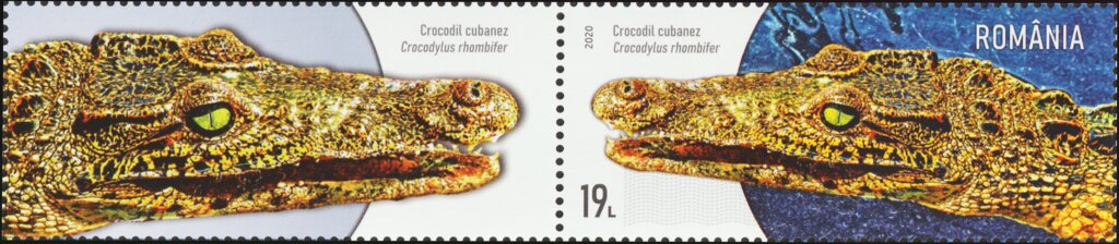 Cuban Crocodile (Crocodylus rhombifer)