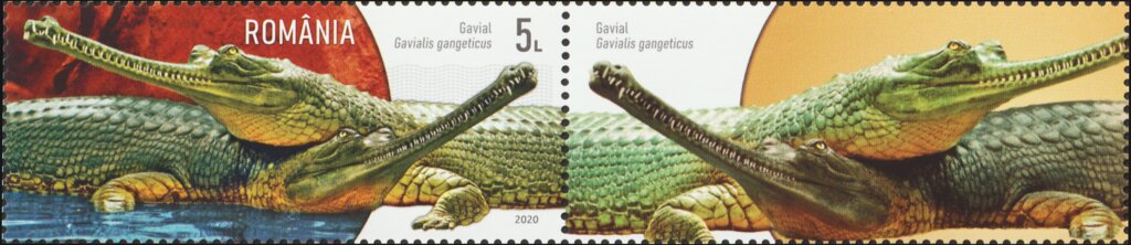 Gharial (Gavialis gangeticus)