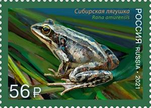Stamp, Amur Brown Frog (Rana amurensis), Russia,  , Amphibians, Animals (Fauna), Frogs