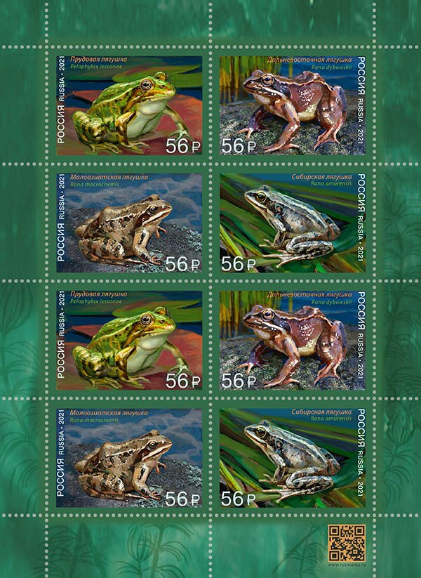 Amur Brown Frog (Rana amurensis)