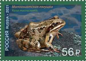 Stamp, Caucasus Frog (Rana macrocnemis), Russia,  , Amphibians, Animals (Fauna), Frogs