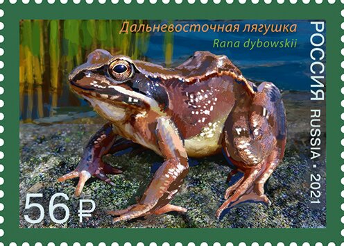 Dybowski's Frog (Rana dybowskii)