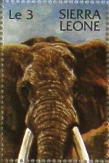 African Elephant (Loxodonta africana)