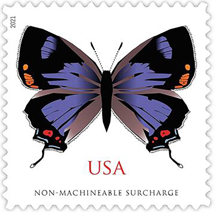 Colorado Hairstreak (Hypaurotis crysalus)