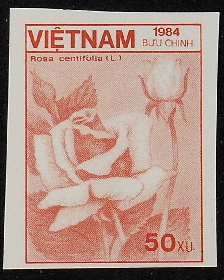 Cabbage rose (Rosa centifolia)