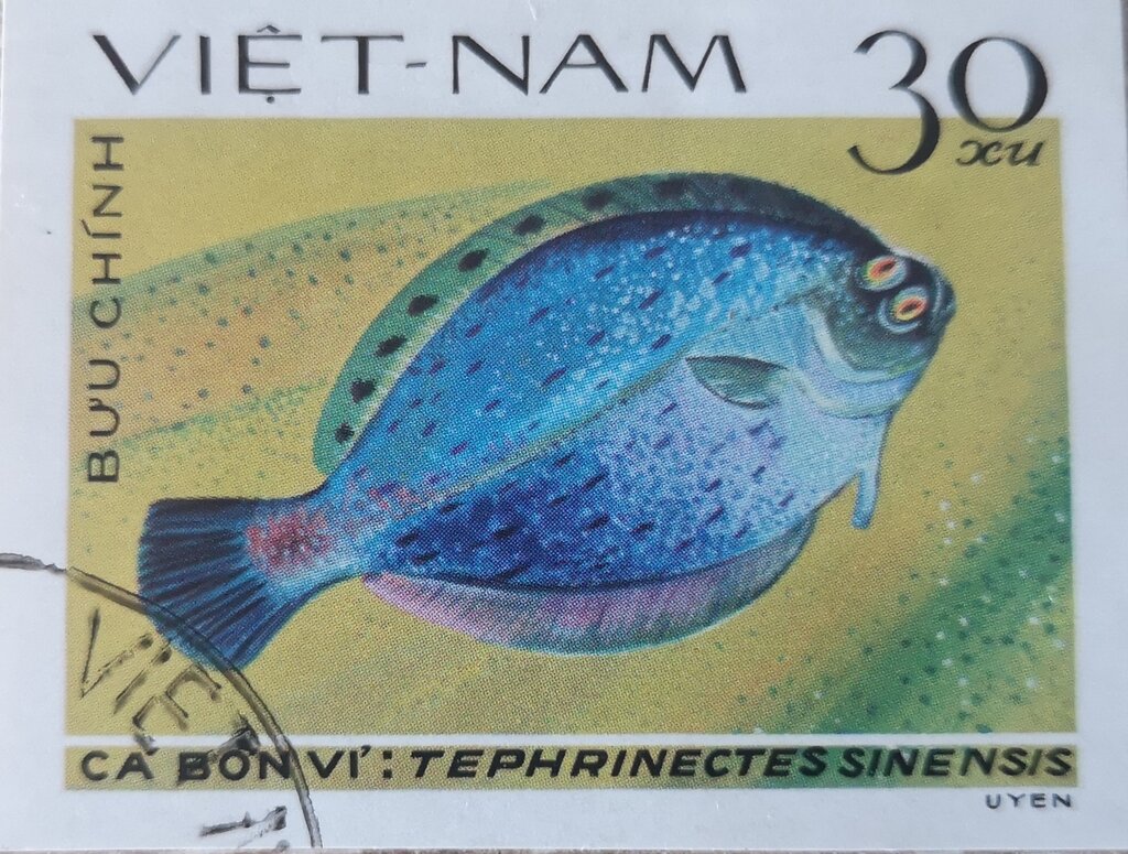 Chinese Brill (Tephrinectes sinensis)