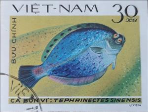 Stamp, Chinese Brill (Tephrinectes sinensis), Vietnam,  , Animals (Fauna), Sea Life