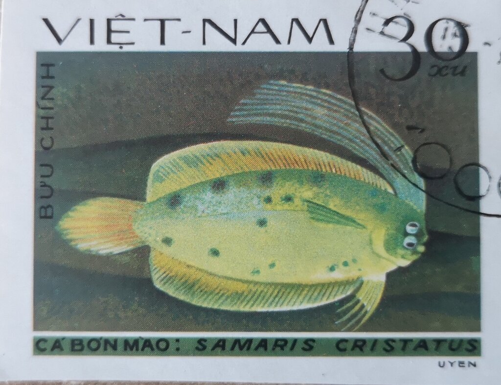 Cockatoo Righteye Flounder (Samaris cristatus)