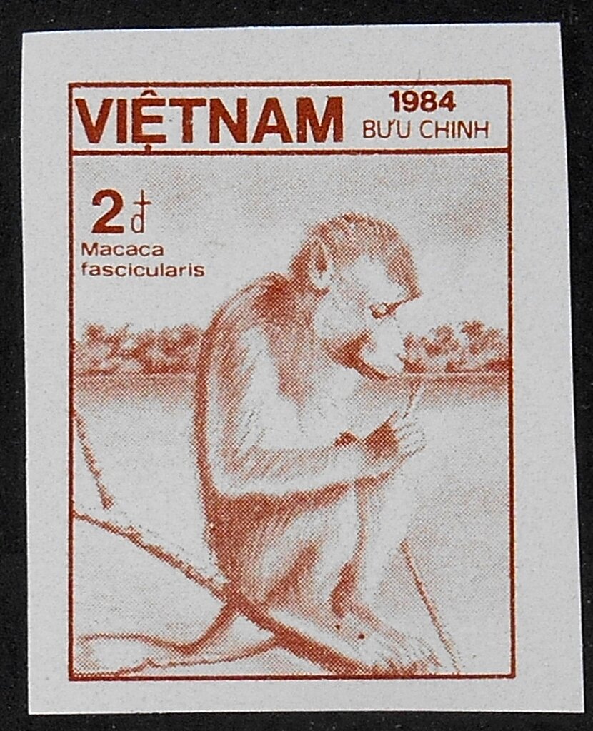 Crab-eating Macaque (Macaca fascicularis)