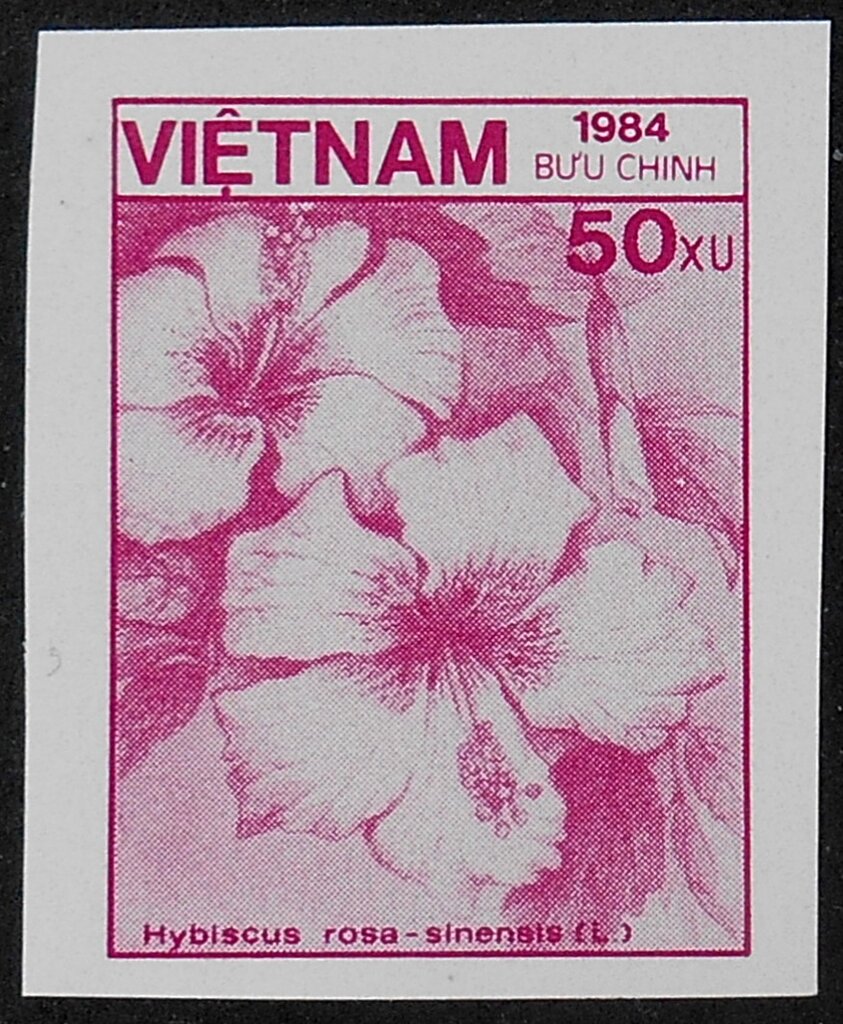 Hibiscus rosa-sinensis