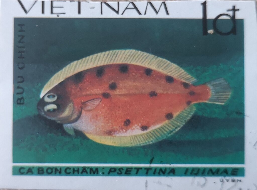 Leaf Flounder (Psettina iijimae)
