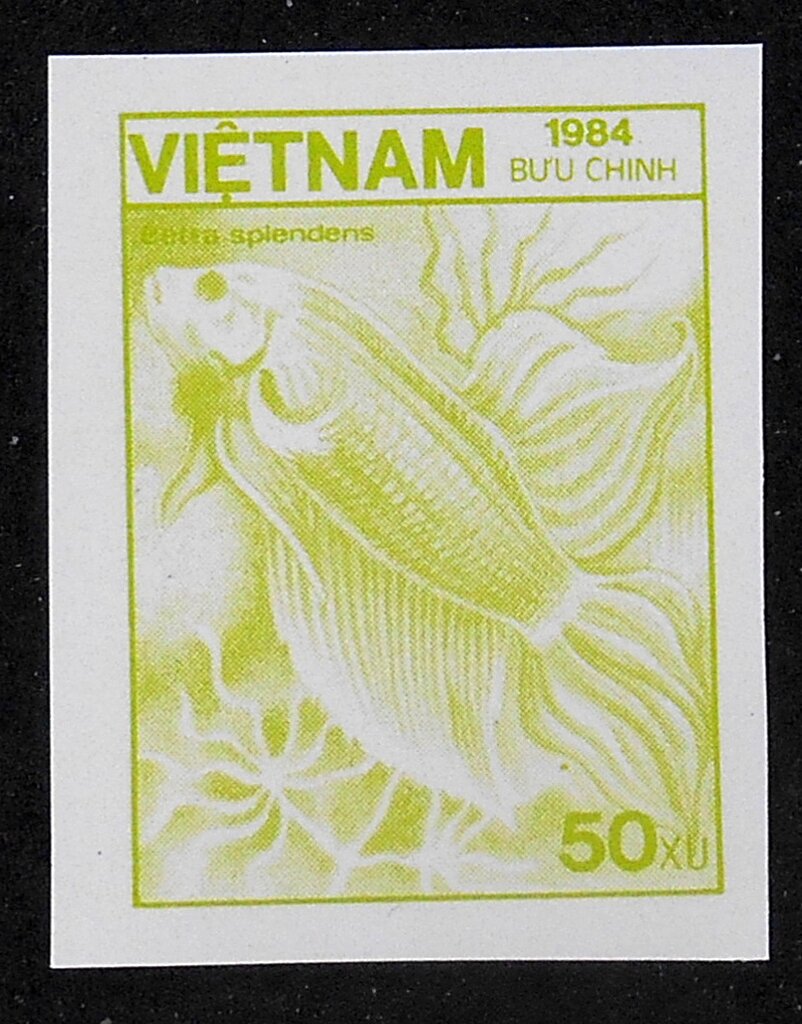 Siamese Fighting Fish (Betta splendens)
