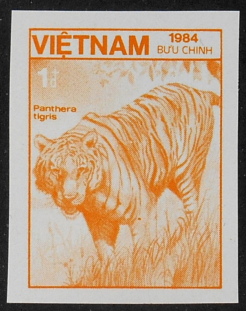 Tiger (Panthera tigris)